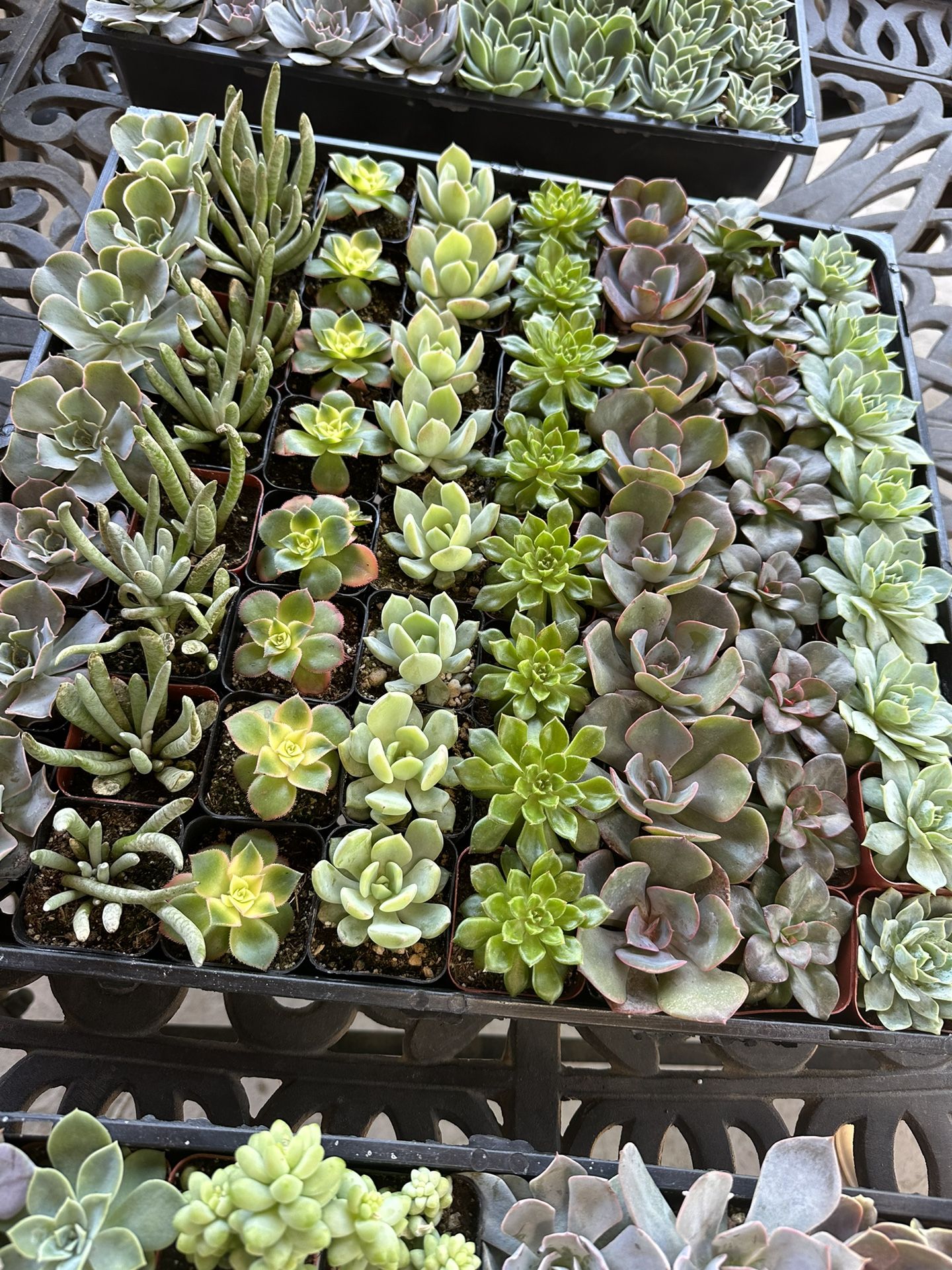 Succulent Plants