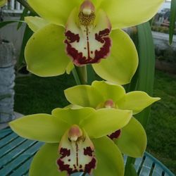 Orchids