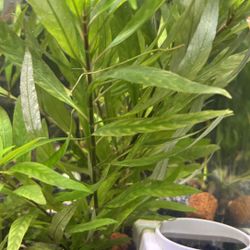 Aquariums Plants 