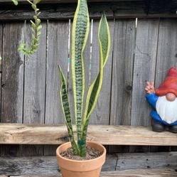 Small Mother-in-Law or Snake Plant 