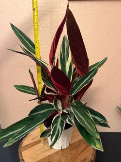 Stromanthe sanguinea "triostar"