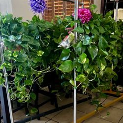 Pothos