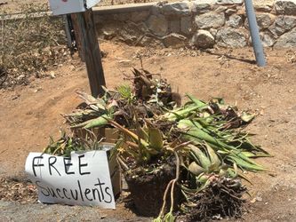 Pile of free succulents