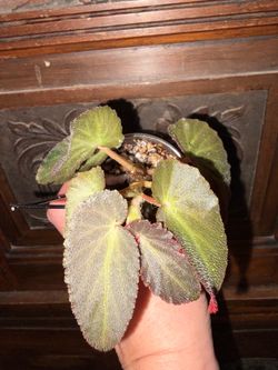 Begonia Withlacoochee