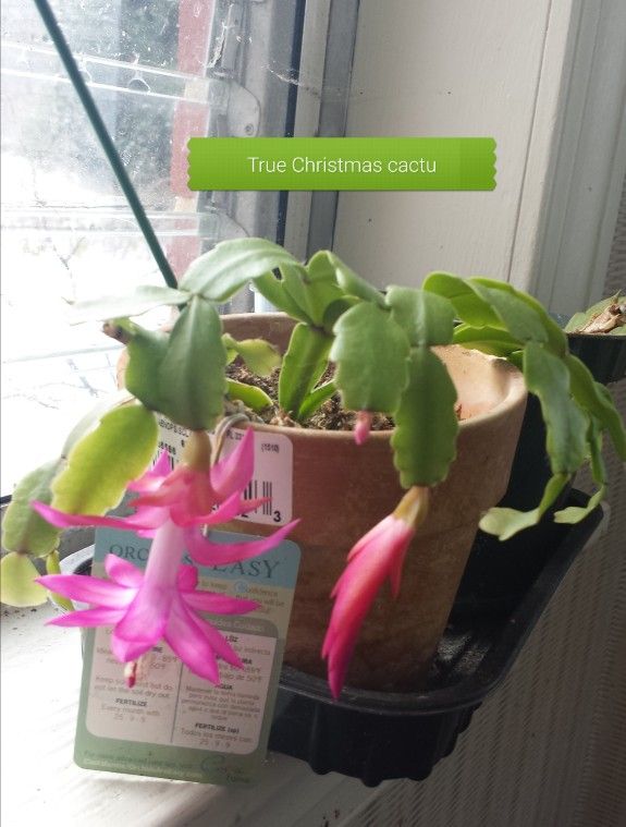 Potted True Christmas Cactus 