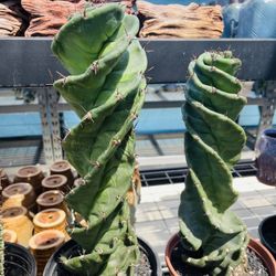 Spiral Cactus On Sale Each $80