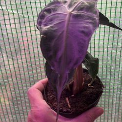 Alocasia Venom plant