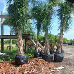 Load Of PALMS