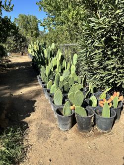 Cactus/edible Nopales $5/$10/$20 Each Pick Up Only
