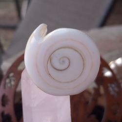 Shiva's Eye Shell Ring