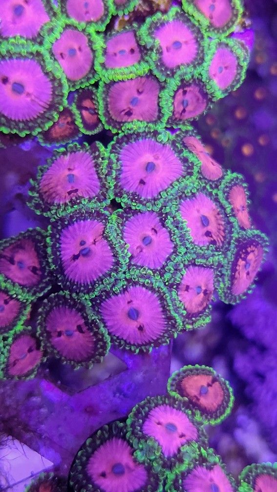 Fake Pink Diamond Zoanthid