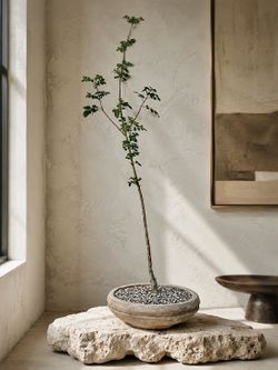 ~ 39” Tall Bursera Fagaroides (Unique Planter Included)  #K2 ‘Local LA Seller’
