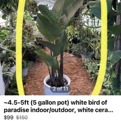 ~4.5-5ft (5 gallon pot) white bird of paradise indoor/outdoor, white ceramic pot not included; 95820