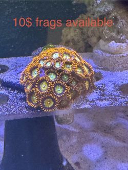 Zoanthids Plastic Coral Frags An Mini Colonies 