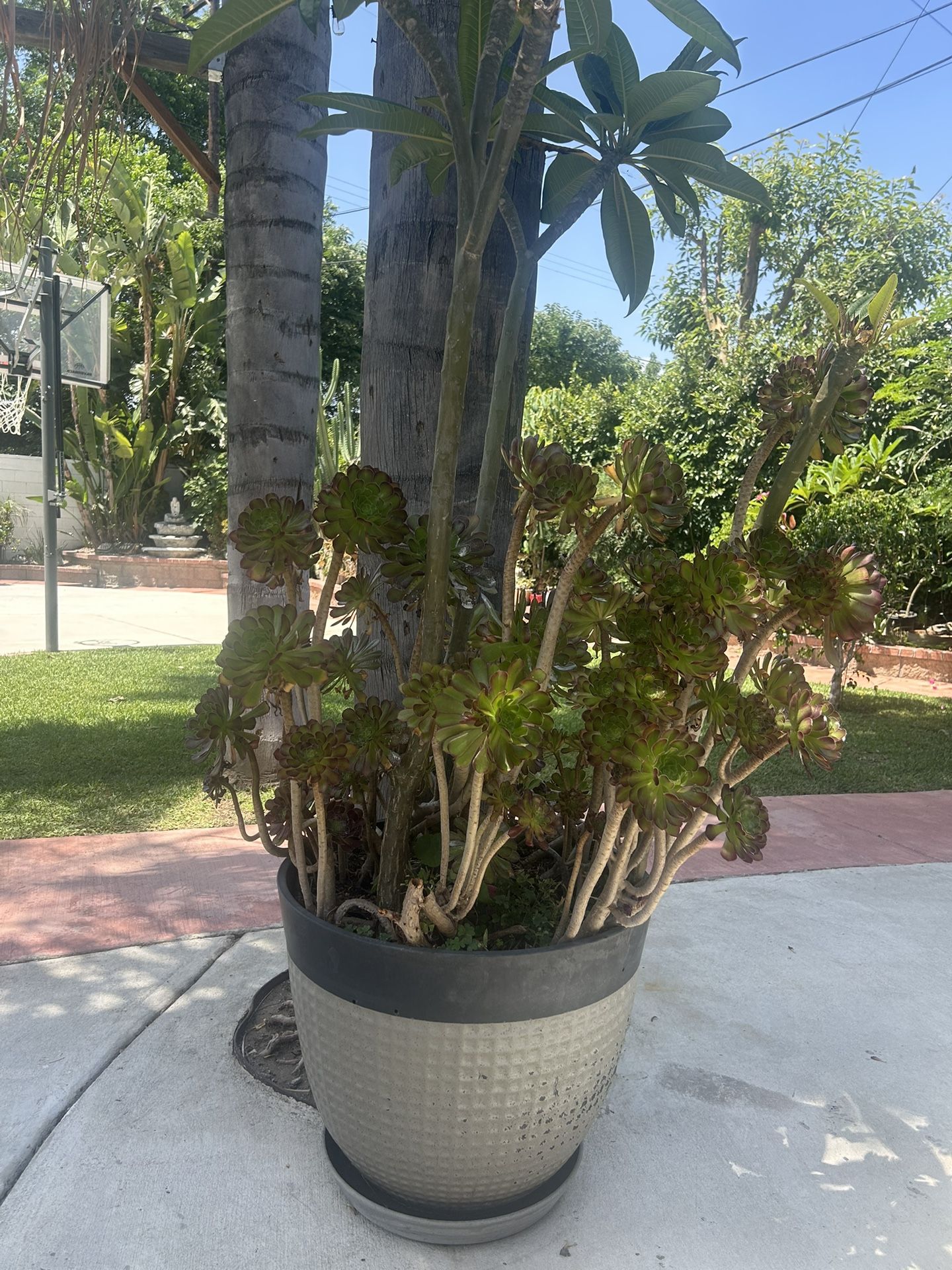 Planter Pot Wood With Different Plants
