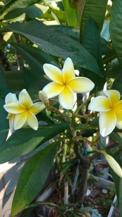Plumeria For Sale