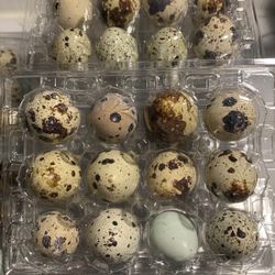 Quail Eggs
