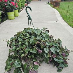 Swedish Ivy Beautiful And Healthy HANGING BASKETS PLANTS ARRIVED. $14 each