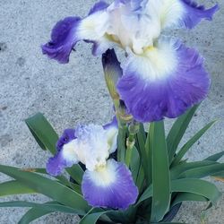 Iris