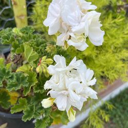 Hermosos Geranios Blancos. Geranium’s