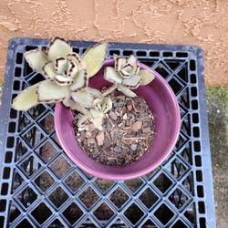 Potted Plants For $5 Each 