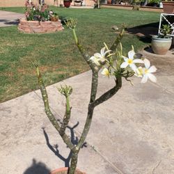 White Plumeria