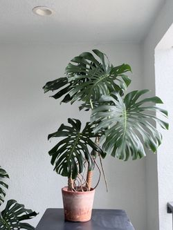 Large Monstera plant