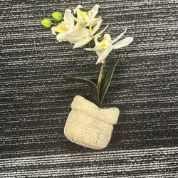White Lotus Orchid 