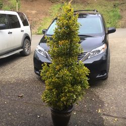 Plant