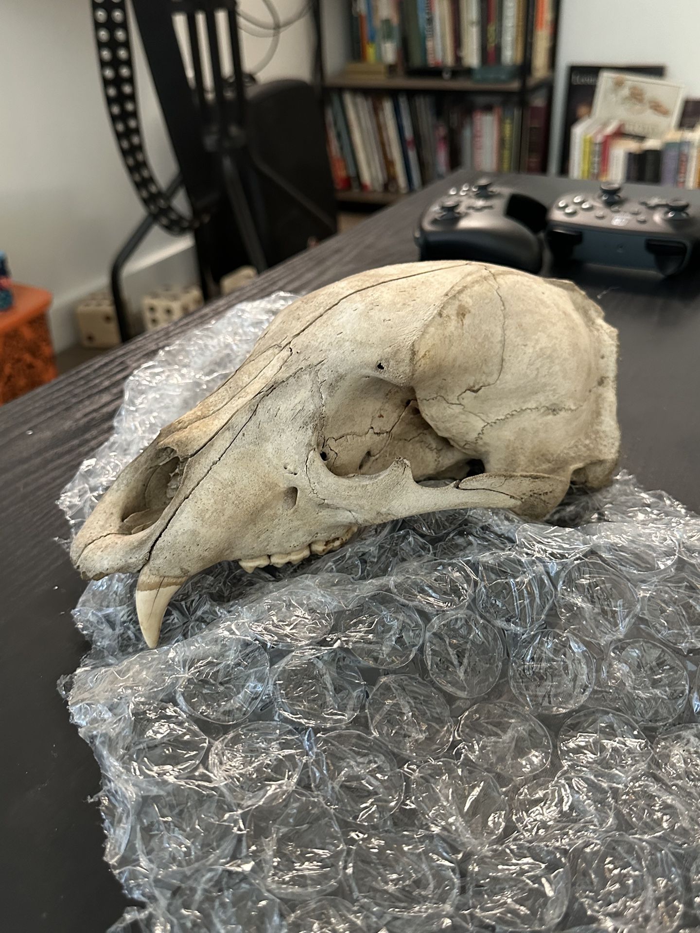 Large Bear Skull 
