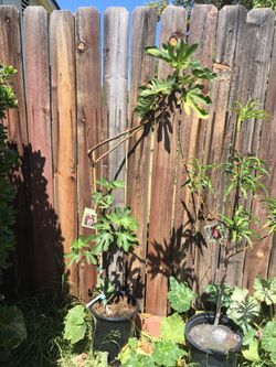 Fig tree