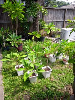 Plumeria