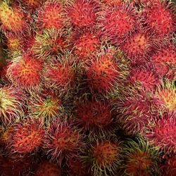 Rambutan 