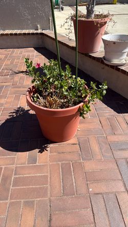 Clay pots
