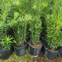 Beautiful Podocarpus Plants For Privacy!!! 3 Feet Tall!! Fertilized 