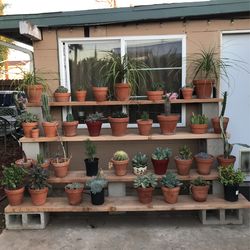 Quiere Poner Su Jardín Con Plantas Así Le Doy La Idea