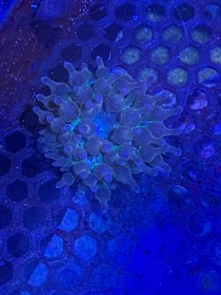 Free: Fake red bubble tip anemone