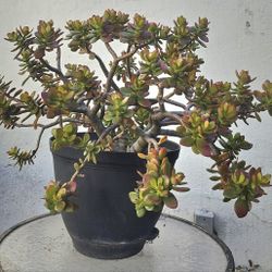 **ENTIRE POTTED PLANT**  Large JADE   Succulent