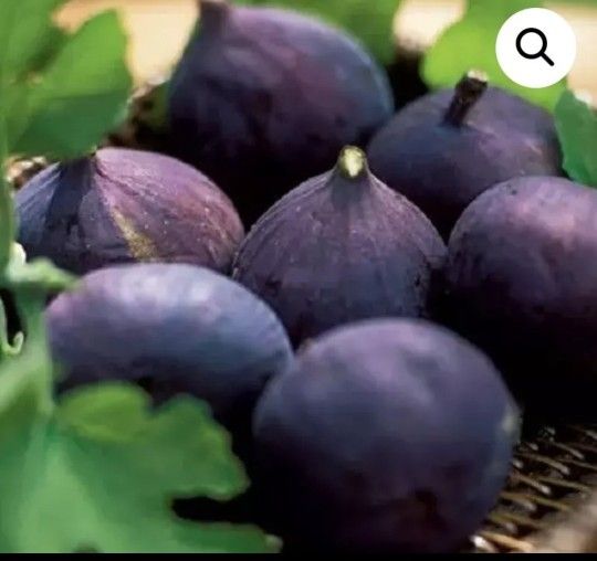 💯 Organic Well Rooted Fig Plant