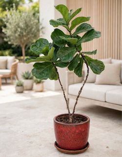 Plants