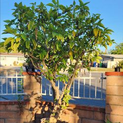 Angel trumpet  tree plant 6.5 feet
