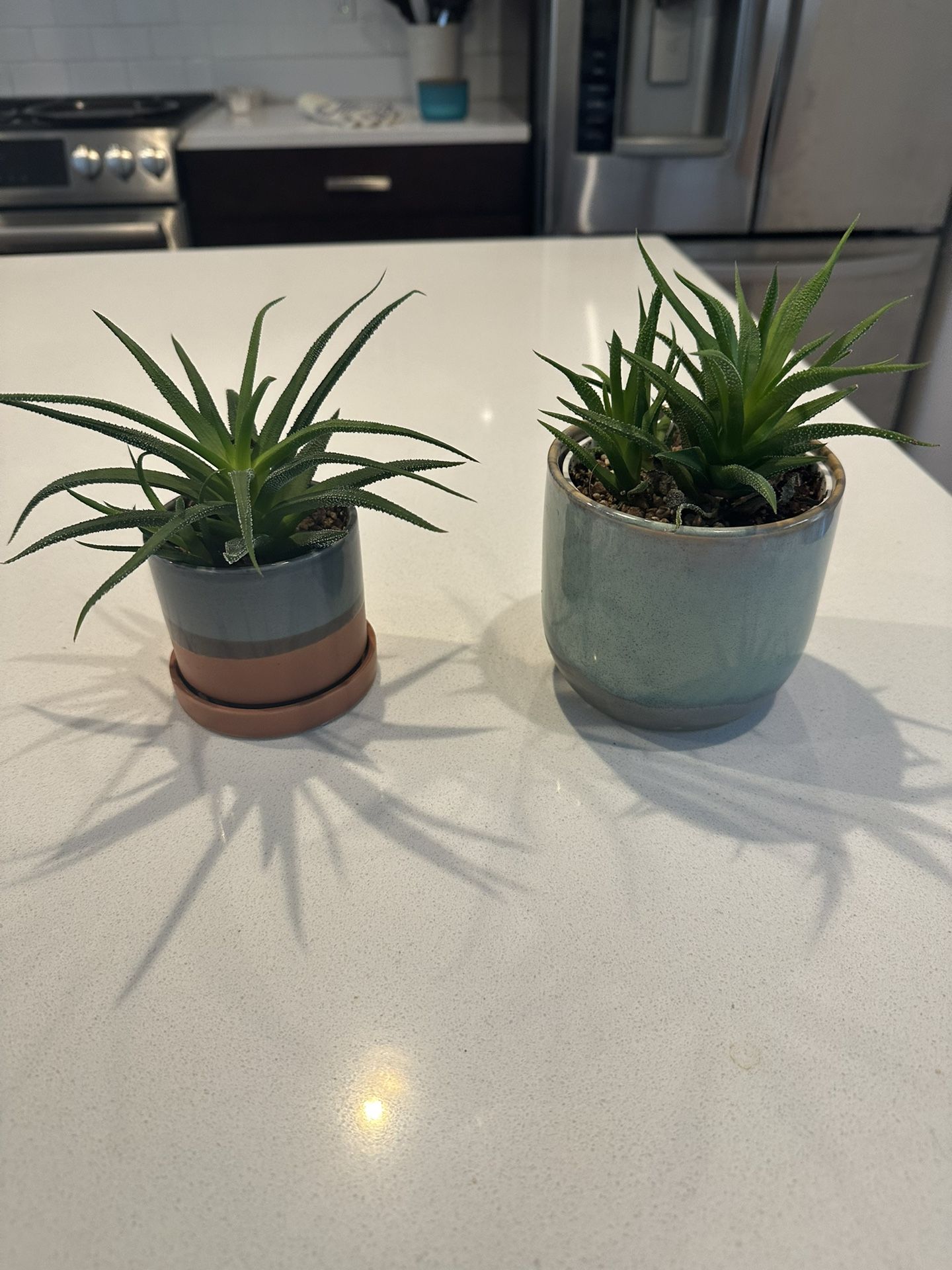 2 Succulents