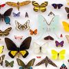Mariposita