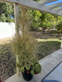 2 Pencil Trees With Succulents 