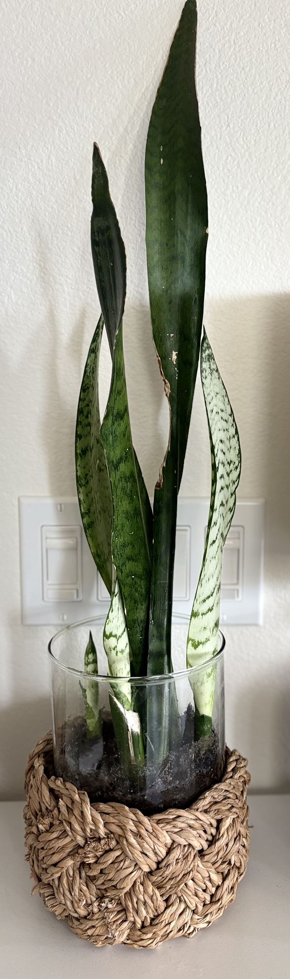 Snake Plant