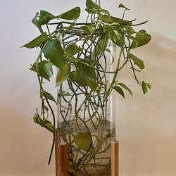 Water Pathos Plant with Stand