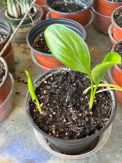 Leave Plant