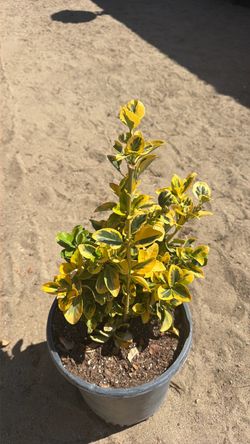 Golden Euonymus