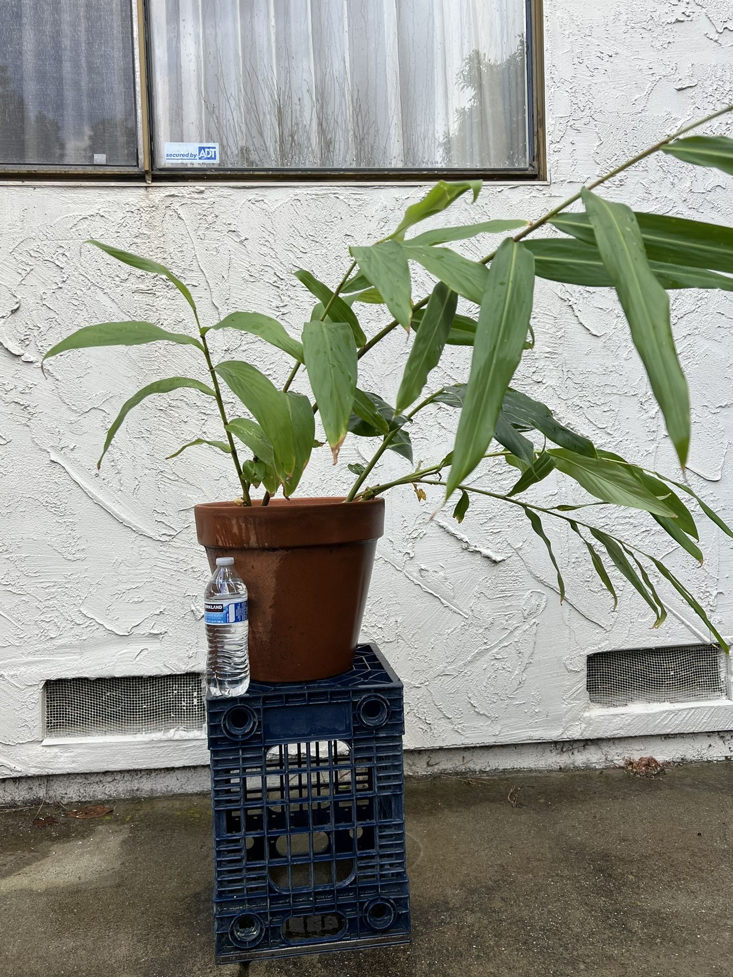 Large Terra Cotta Pot with Flowering Ginger 