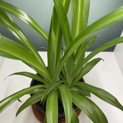 Heirloom green spider plant ( Chlorophytum comosum) for Sale in Chicago, IL  - OfferUp